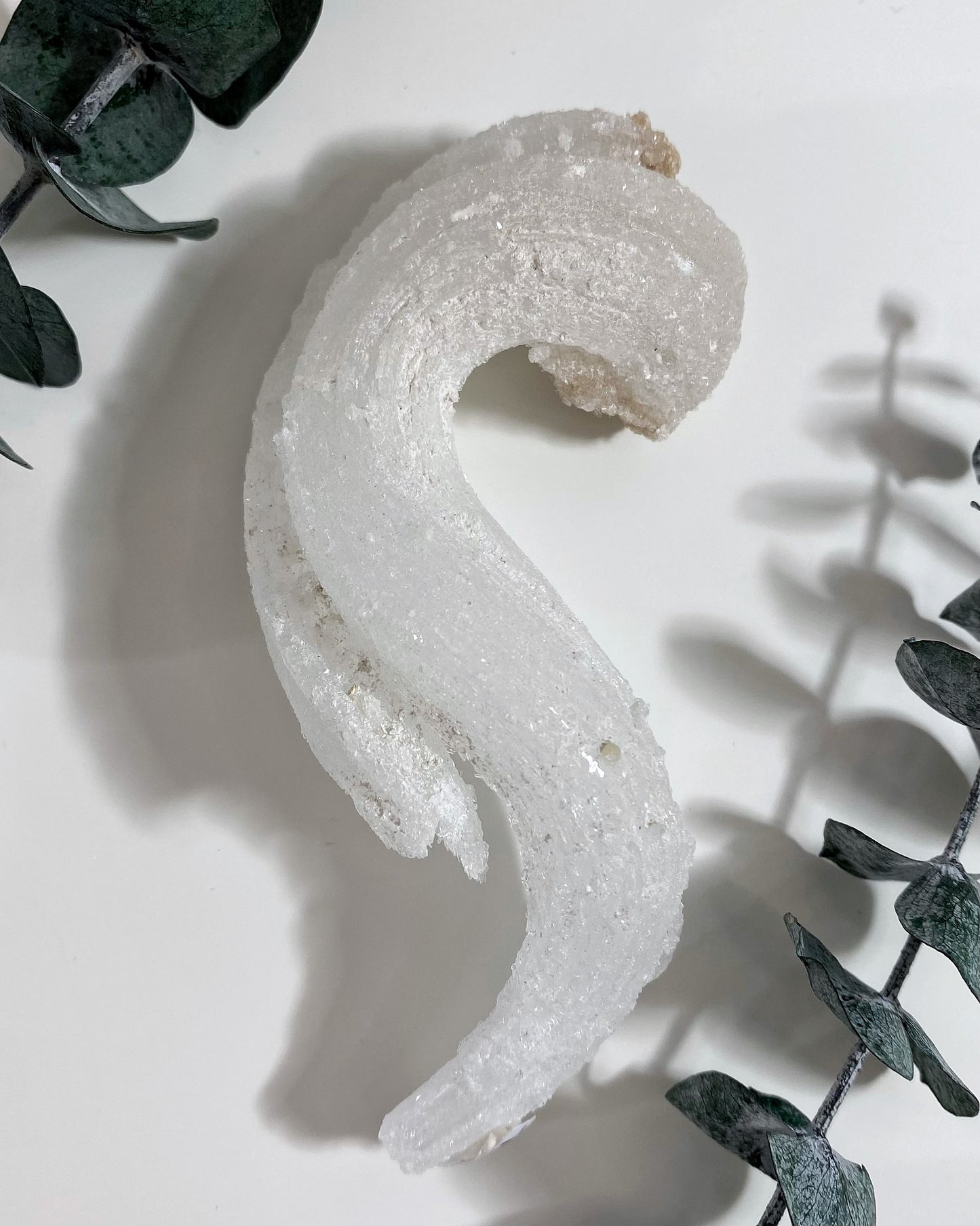 Rams Horn Selenite Gypsum Crystal