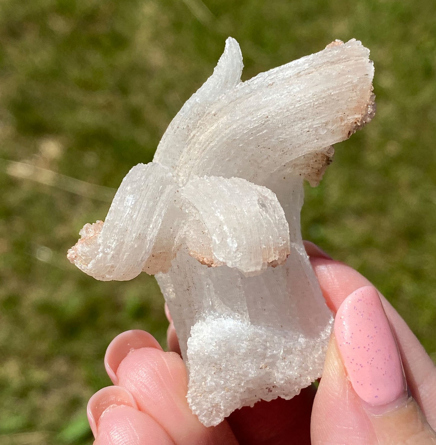 Gypsum Rams Horn Selenite Mineral Specimen