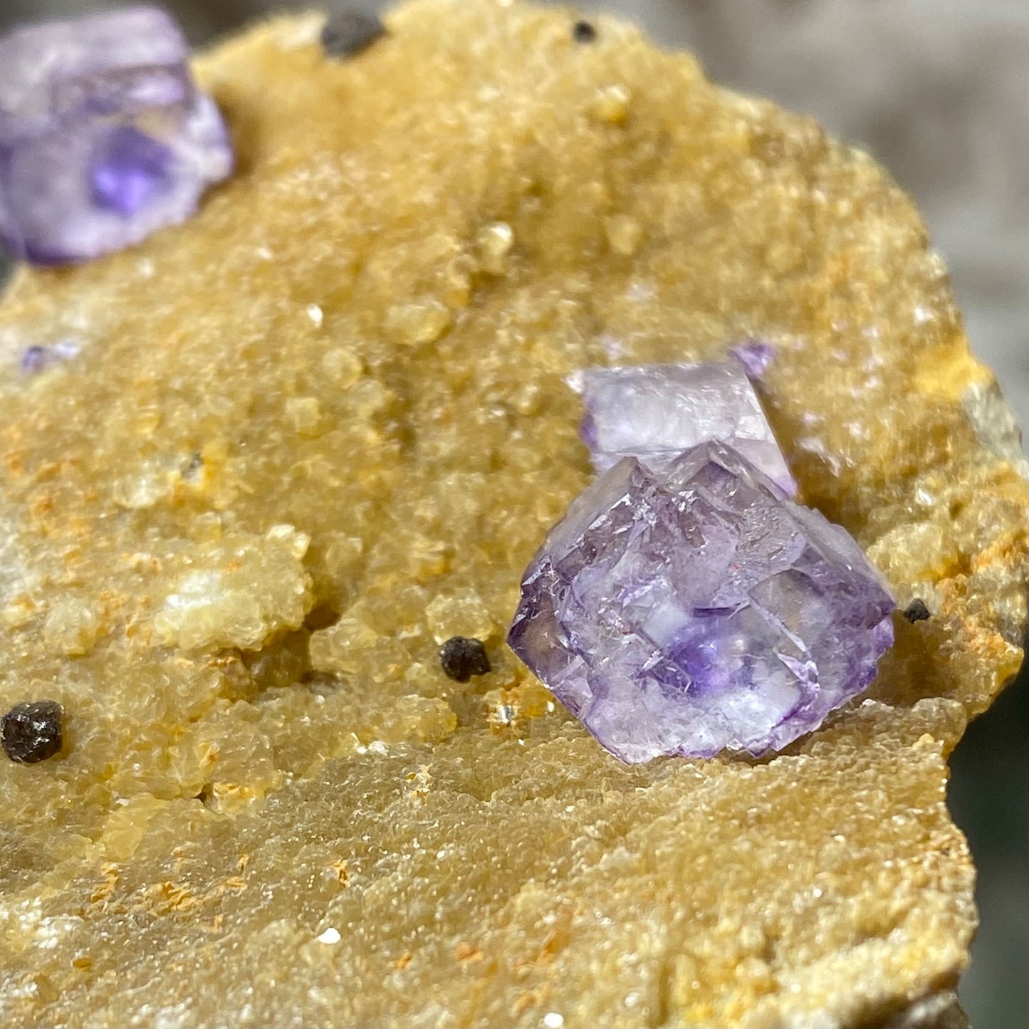 Purple Color Zoning Cubic Fluorite on Yellow Matrix