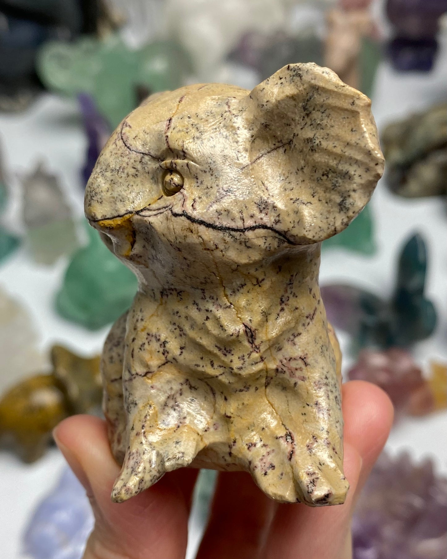 Picture Jasper Koala Bear