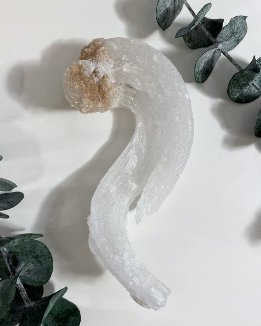 Rams Horn Selenite Gypsum Crystal