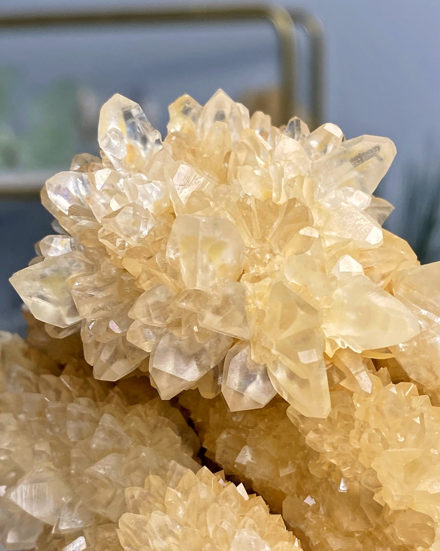 Yellow Flower Cactus Calcite Cluster