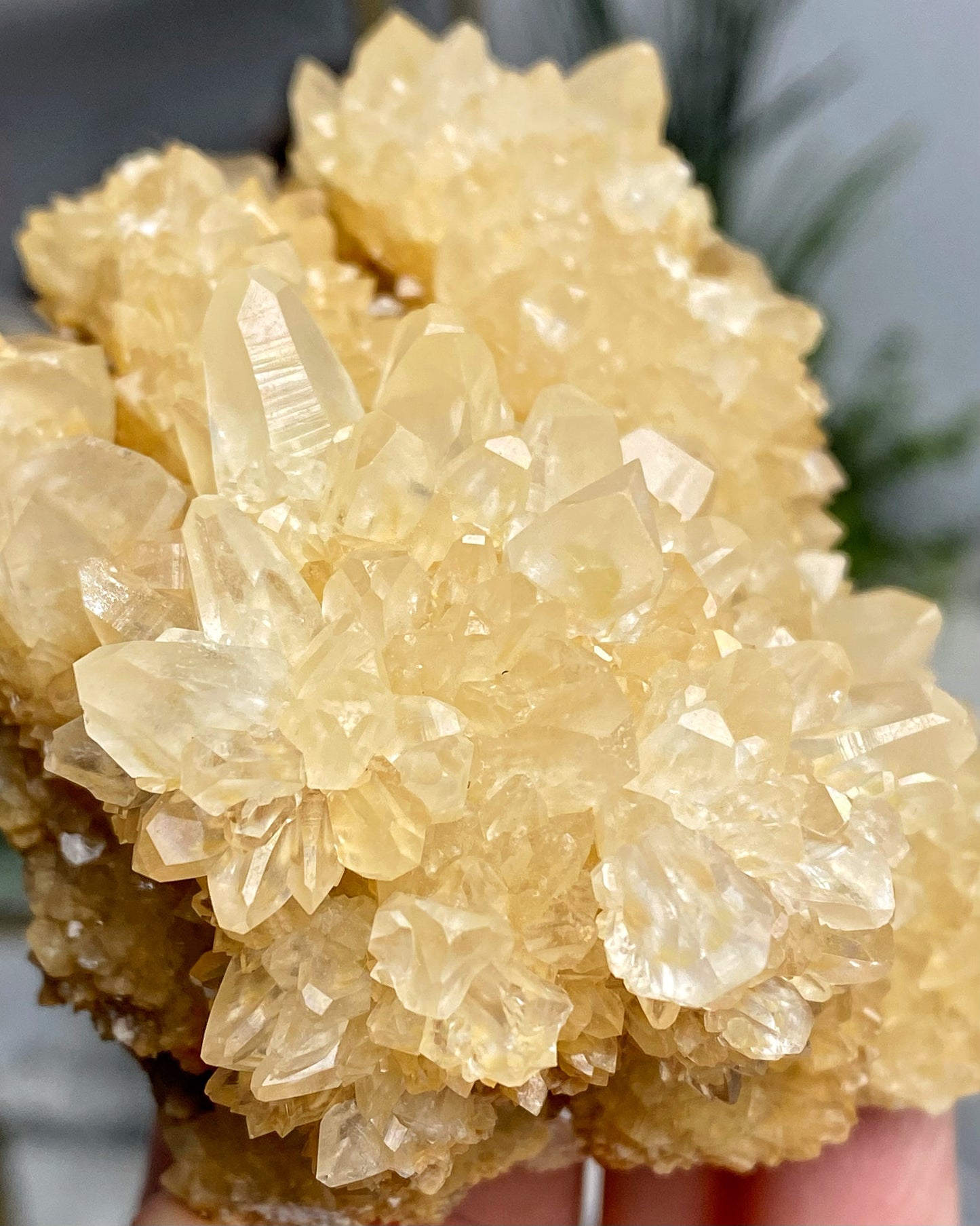 Yellow Flower Cactus Calcite Cluster