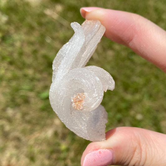 Gypsum Rams Horn Selenite Mineral Specimen