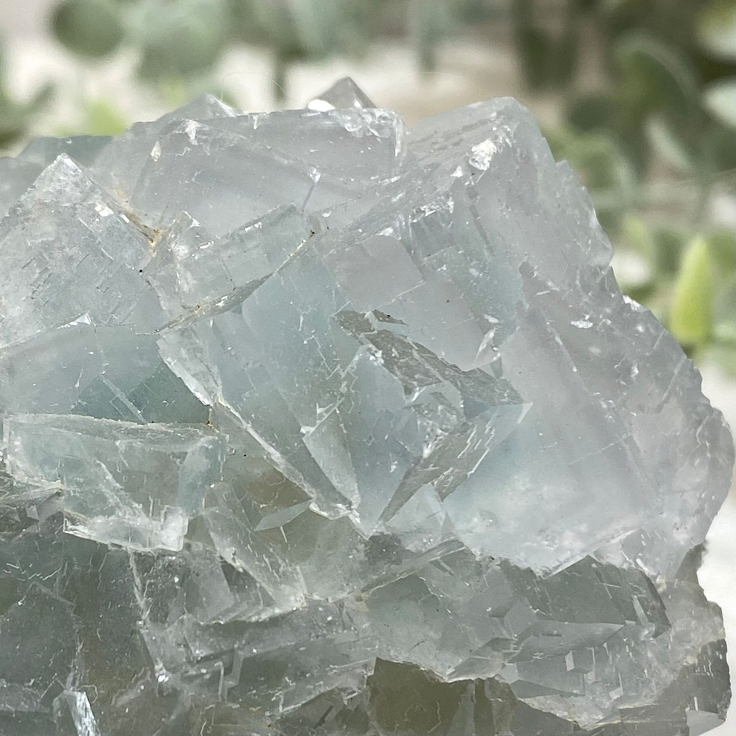 Large Light Blue Cubic Fluorite Cluster on Quartz