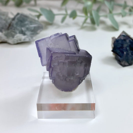 Light Purple Fluorite Cubes Specimen with Dark Purple Borders